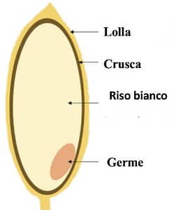 il chicco di riso Italian Food Shop