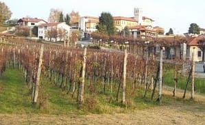 lessona vino vigneto Italian Food Shop